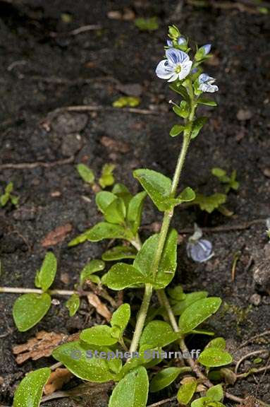 veronica serpylifolia ssp humifusa 2 graphic